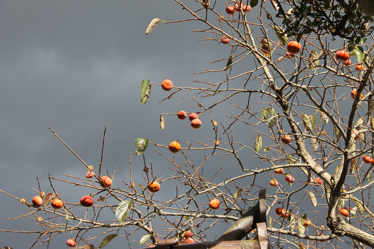 第二百七十一話 孤独から逃げない－【鳥取篇】俳人 尾崎放哉－