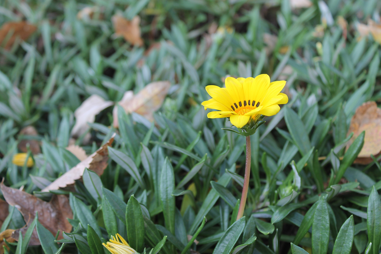 第二百七十四話 古いものは全て捨て去る－【鳥取篇】女優 乙羽信子－