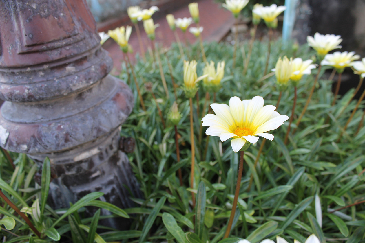 第二百七十四話 古いものは全て捨て去る－【鳥取篇】女優 乙羽信子－