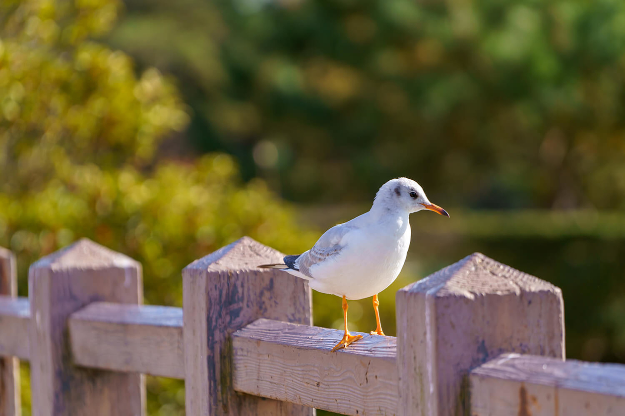 第二百七十七話 絶えず、変わり続ける－【伝記映画篇】ボブ・ディラン－