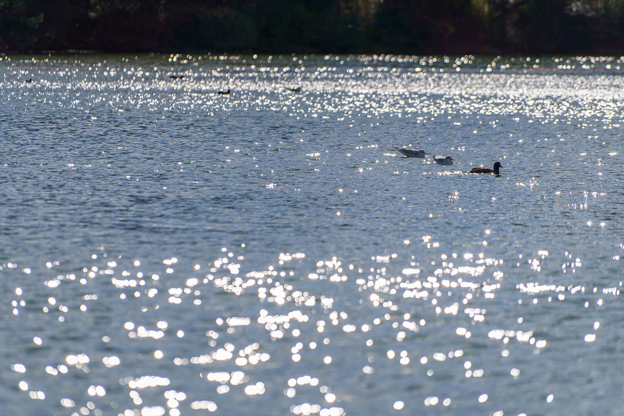第二百七十七話 絶えず、変わり続ける－【伝記映画篇】ボブ・ディラン－