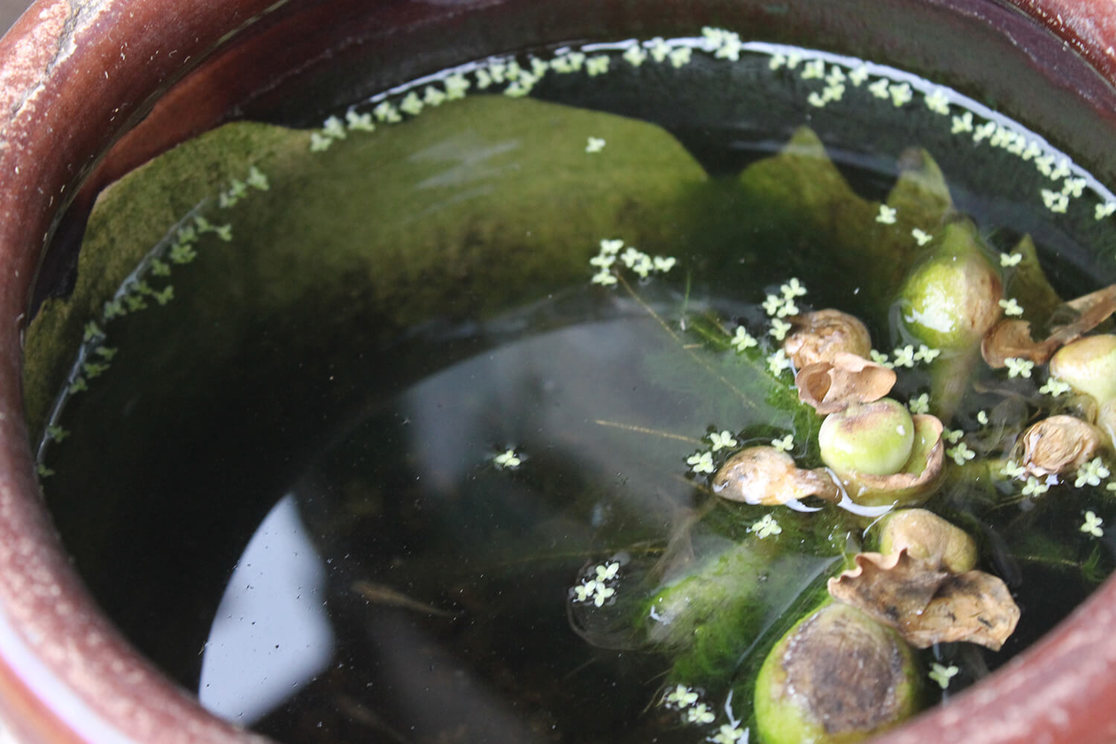 第二百七十九話 天は心なり－【徳島篇】陽明学者 大塩平八郎－