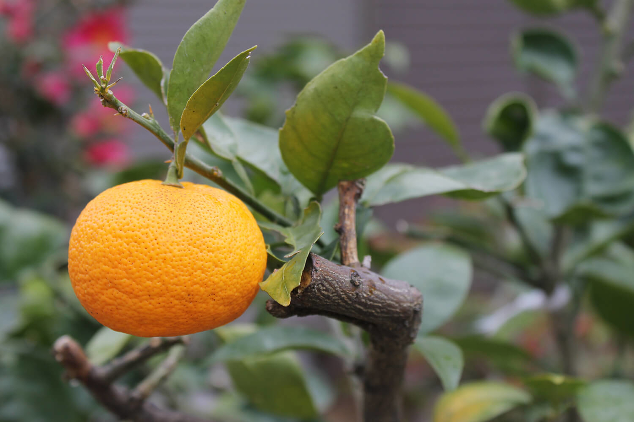 第二百七十九話 天は心なり－【徳島篇】陽明学者 大塩平八郎－