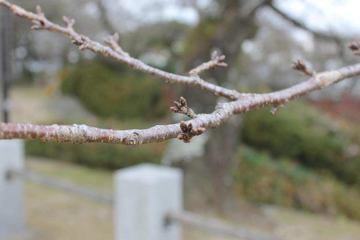 第二百八十話 座った場所を王座にする－【徳島篇】薬学者 長井長義－