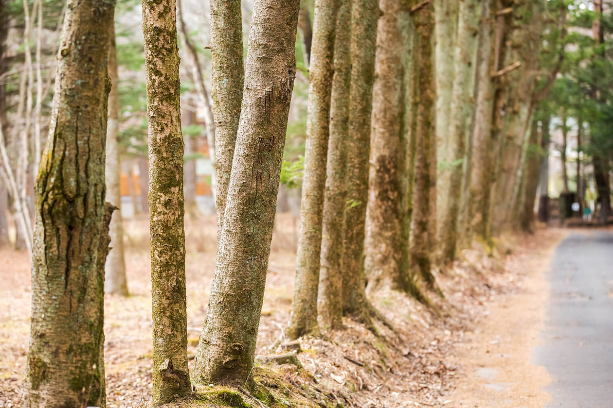 第二十八話 書き続ける力－作家・辻邦生－
