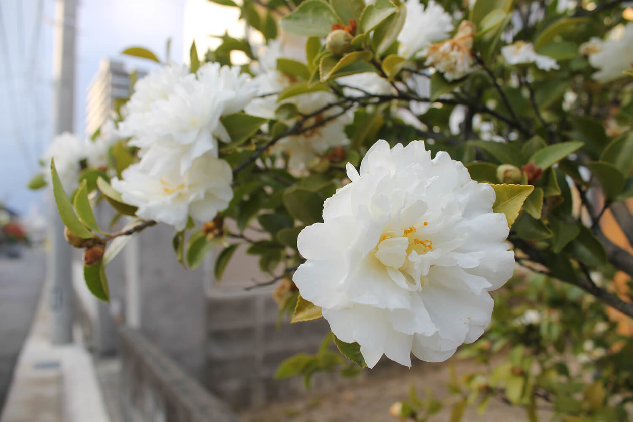 第二百八十話 座った場所を王座にする－【徳島篇】薬学者 長井長義－