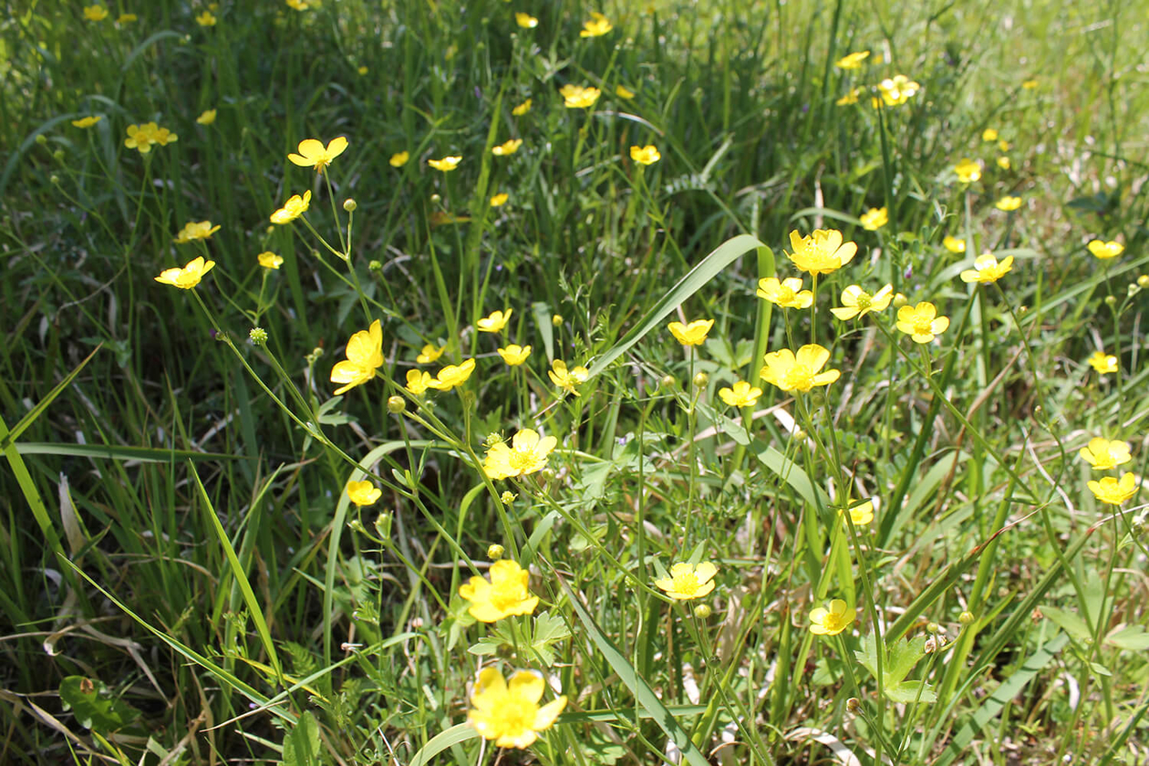 第二百九十四話 ないものを探し続ける－【高知篇】小説家 倉橋由美子－