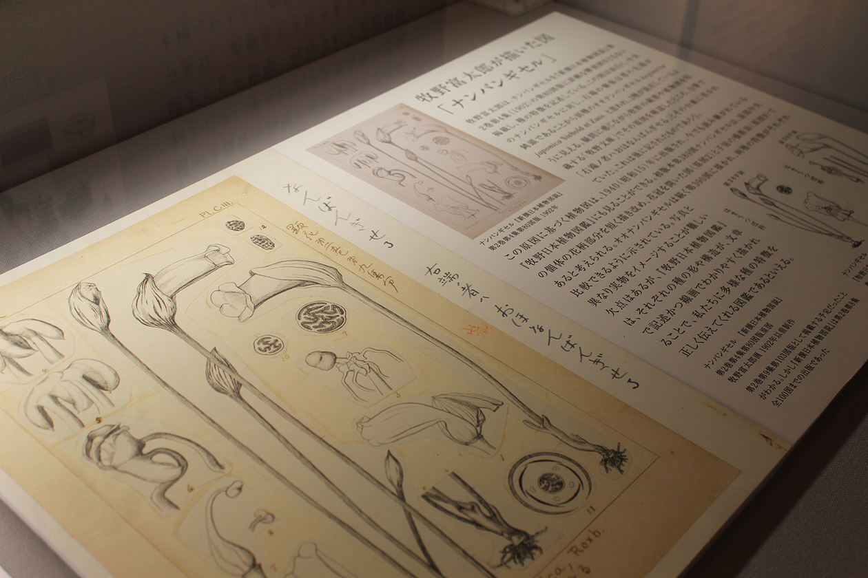 第二百九十五話 自分にしかできないことを極める－【高知篇】植物学者 牧野富太郎－