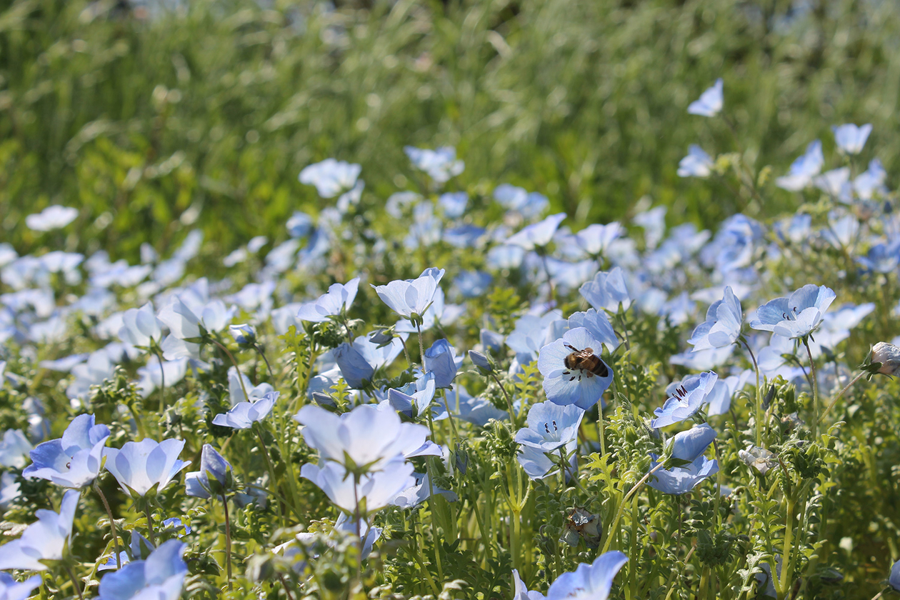 第二百九十五話 自分にしかできないことを極める－【高知篇】植物学者 牧野富太郎－