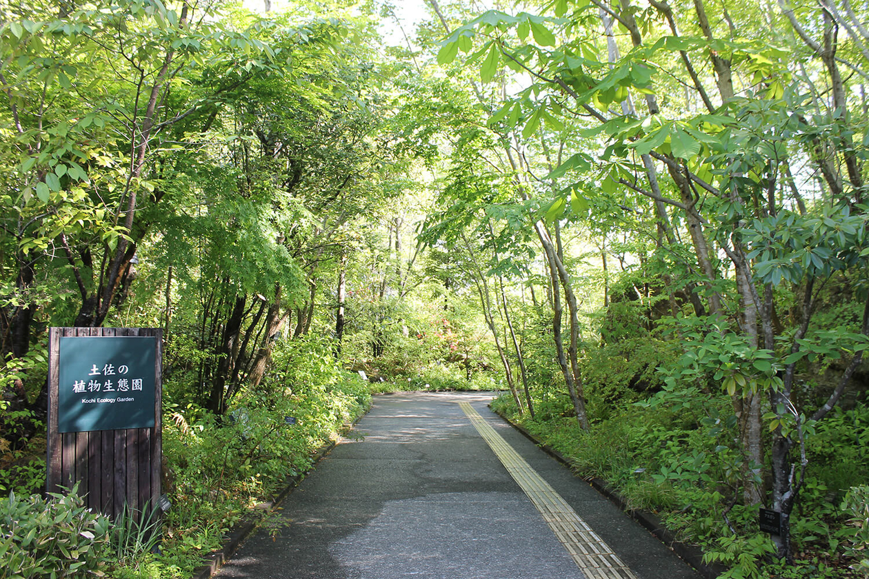第二百九十五話 自分にしかできないことを極める－【高知篇】植物学者 牧野富太郎－