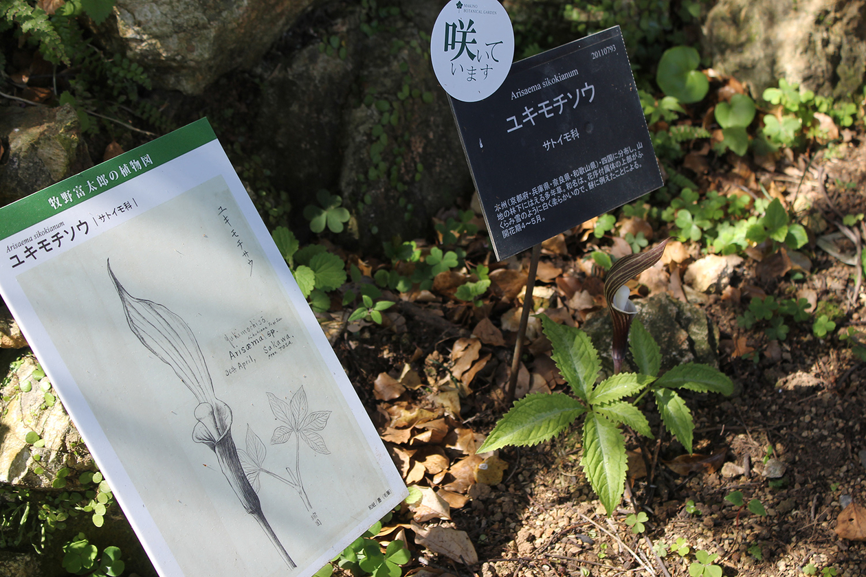 第二百九十五話 自分にしかできないことを極める－【高知篇】植物学者 牧野富太郎－