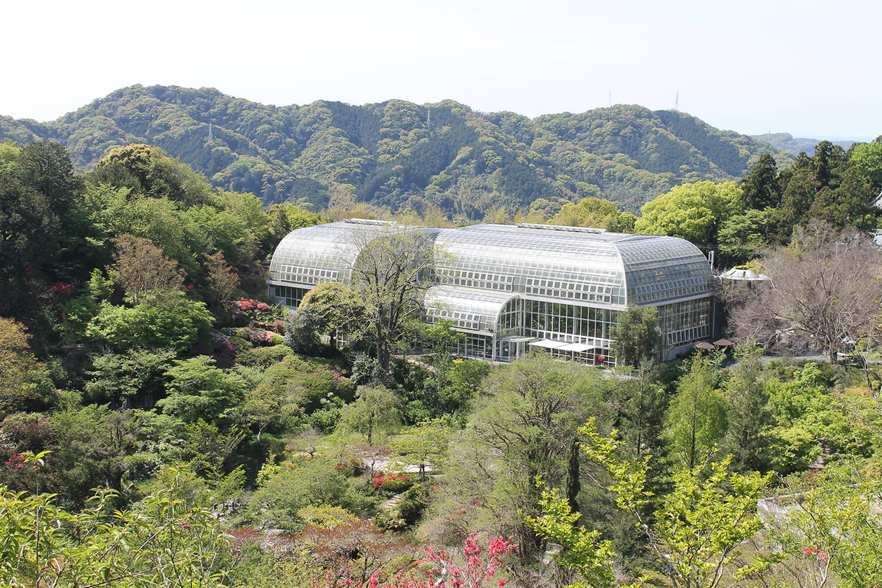第二百九十五話 自分にしかできないことを極める－【高知篇】植物学者 牧野富太郎－