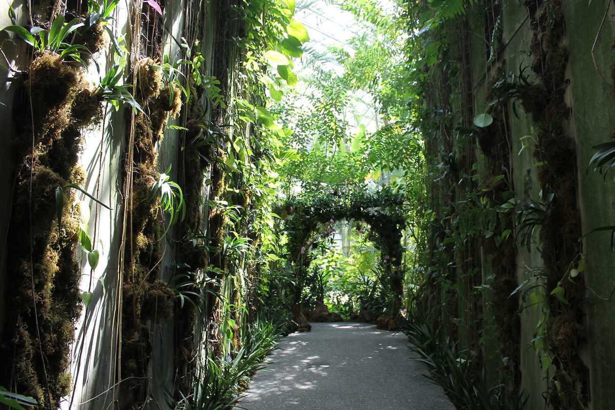 第二百九十五話 自分にしかできないことを極める－【高知篇】植物学者 牧野富太郎－