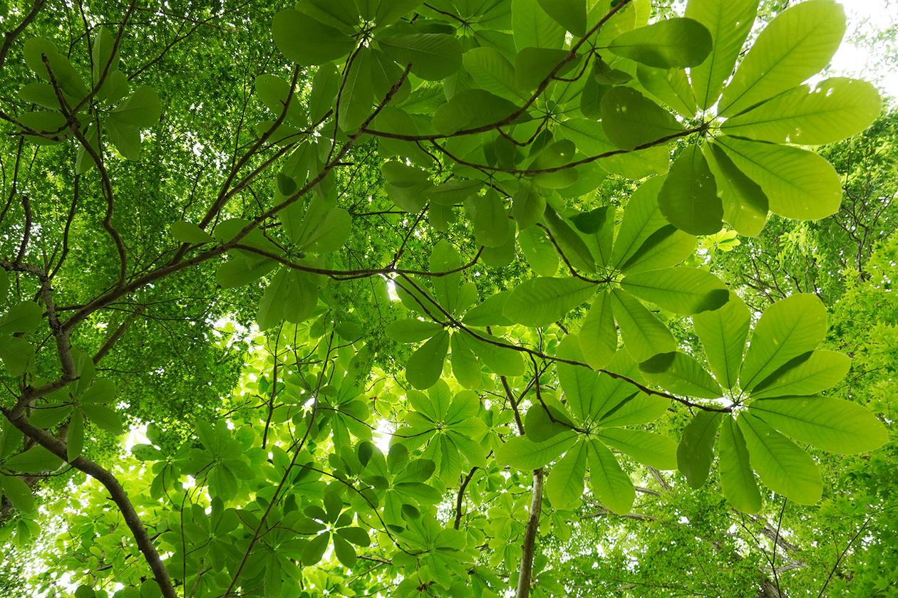 第三百話 出会いを大切にする－【栃木篇】詩人 野口雨情－