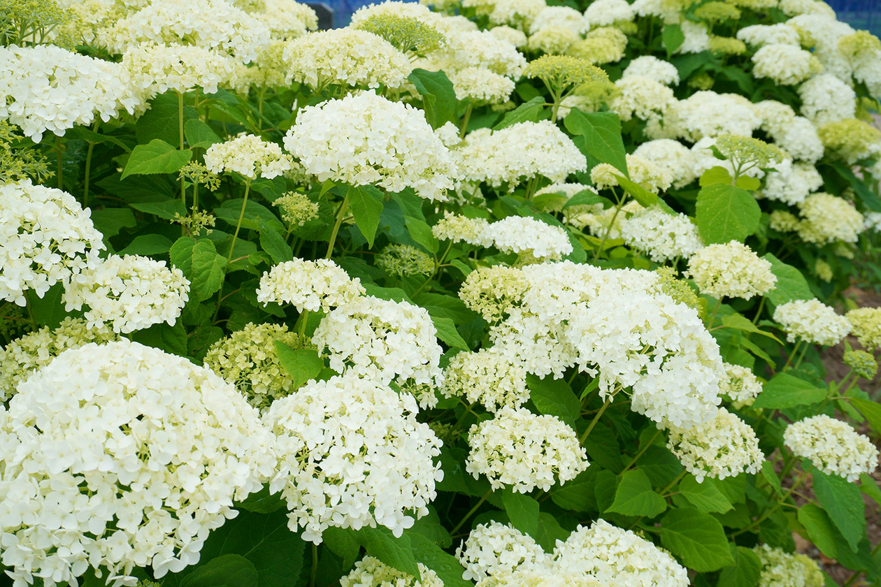 第三百三話 悔しさを忘れない－【長野篇】葛飾北斎－