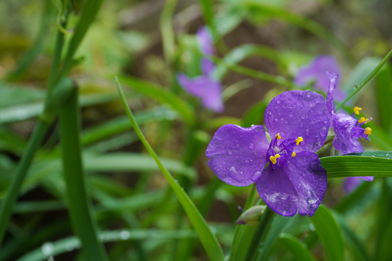 第三百四話 己を生かす場所を探す－【長野篇】女優 松井須磨子－
