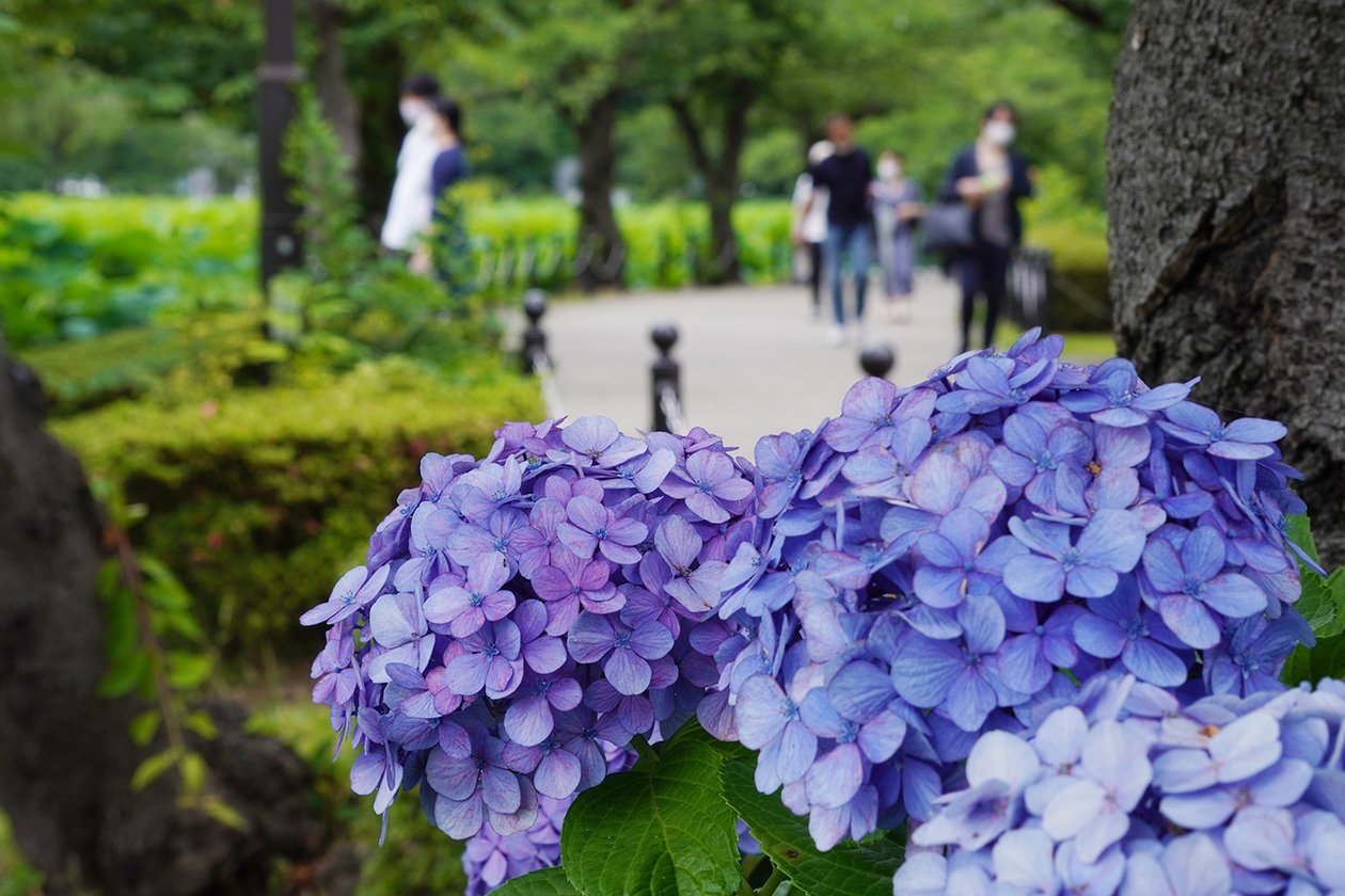 第三百五話 ひとりを楽しむ－【東京篇】小説家 永井荷風－