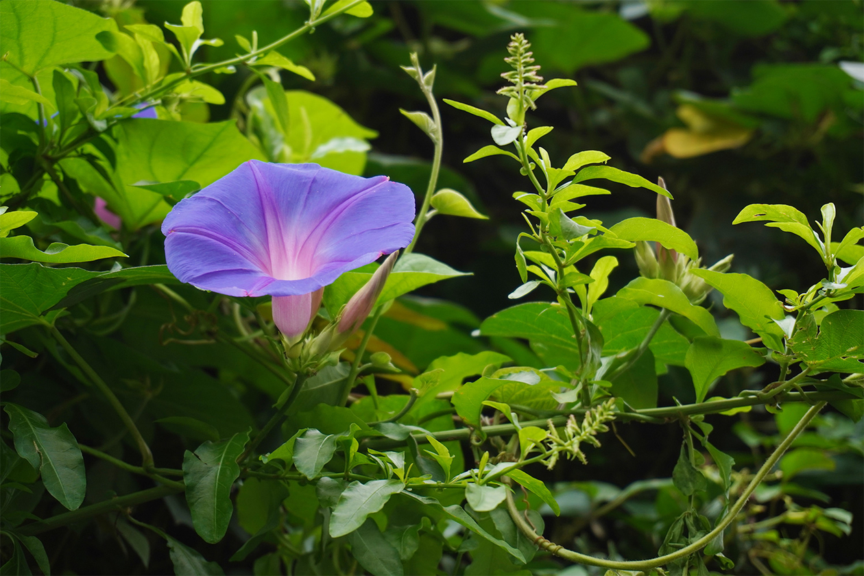 第三百八話 歩みを止めない－【東京篇】アートディレクター 石岡瑛子－