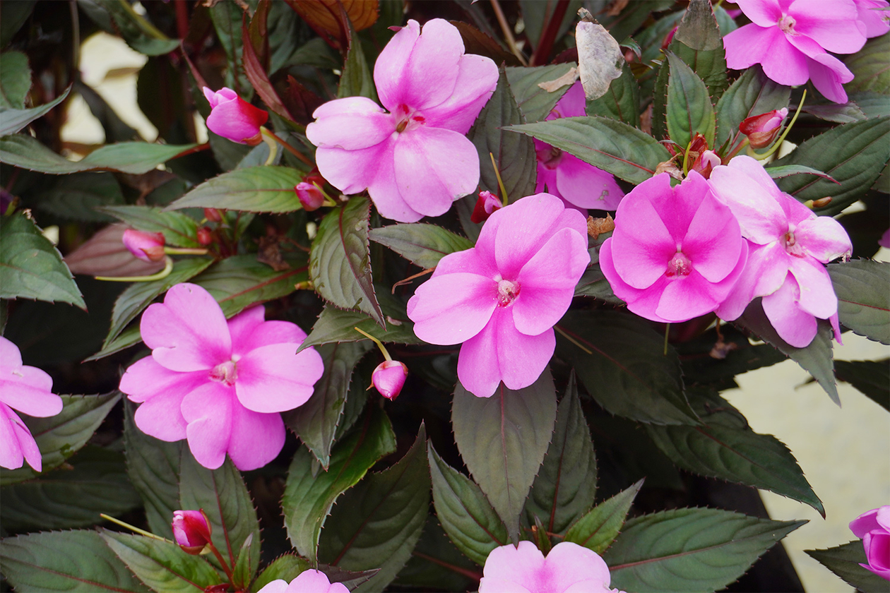 第三百八話 歩みを止めない－【東京篇】アートディレクター 石岡瑛子－