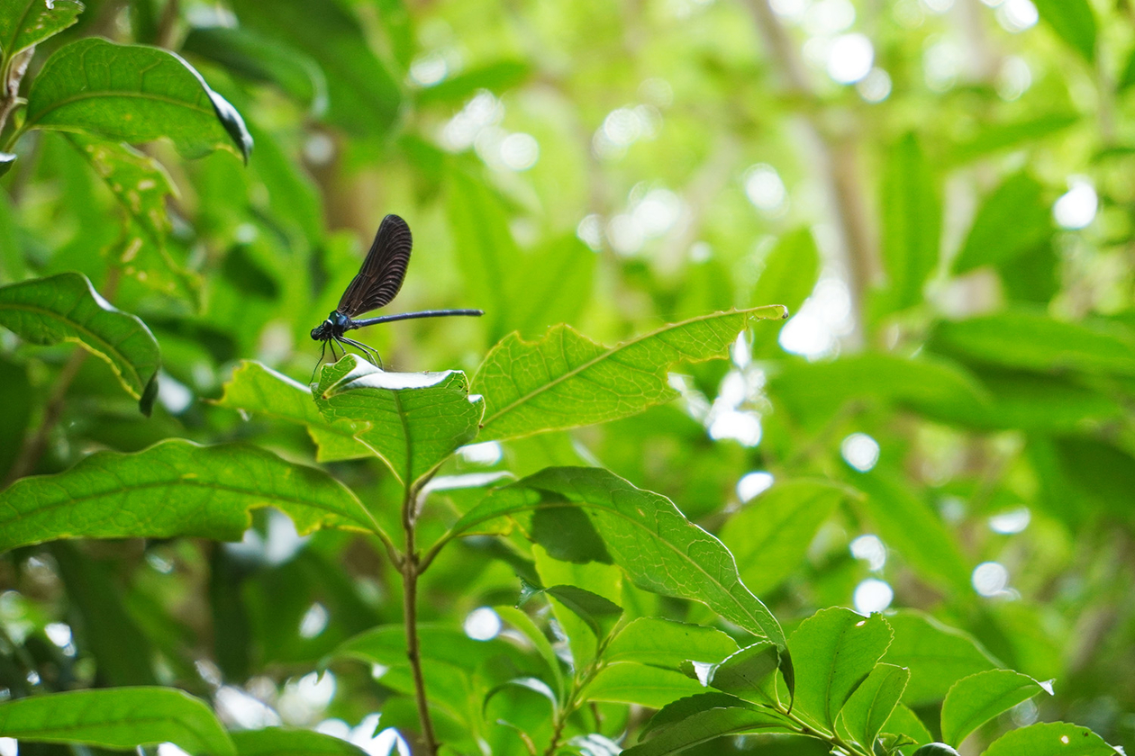 第三百九話 隠れた現実を知る－【東京篇】民俗学者 柳田國男－