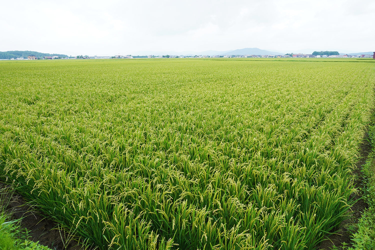 第三百十話 冷静に今を見る－【北海道篇】作家 安部公房－