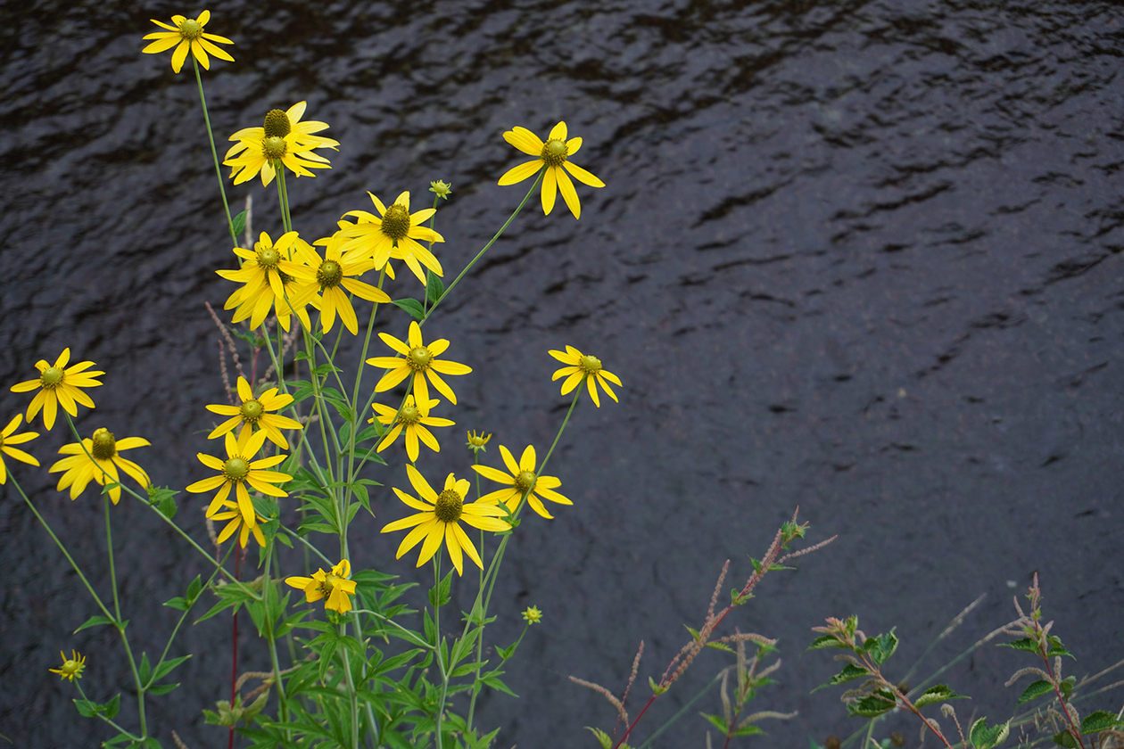 第三百十二話 人のやりたがらぬことをなせ。人の嫌がる所へゆけ－【北海道篇】医師 中村哲－