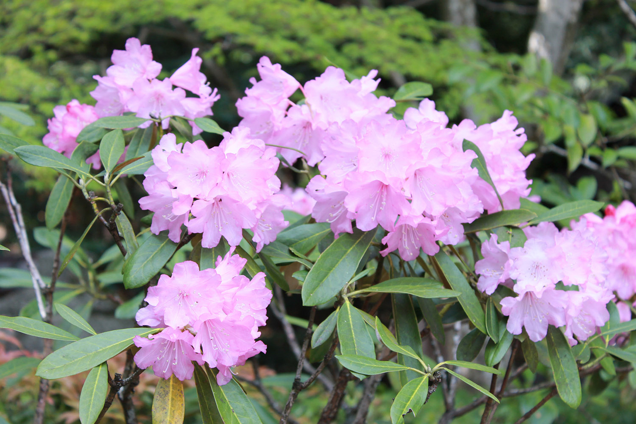 第三十三話 角を捨てない－【京都篇】 芸術家 北大路魯山人－