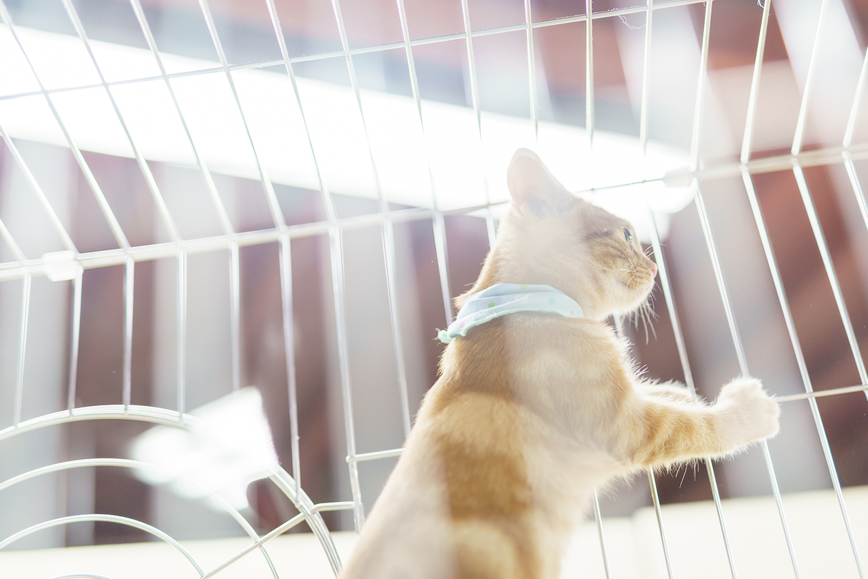 第三百二十一話 自分を信じ続ける－【宇宙篇】ロバート・A・ハインライン－