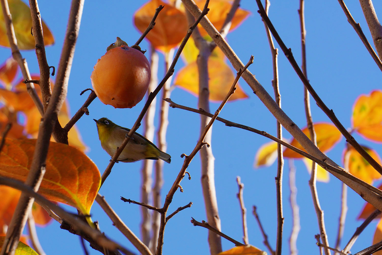 第三百二十七話 後ろを振り返らない－【東京篇】女性解放運動家 平塚らいてう－