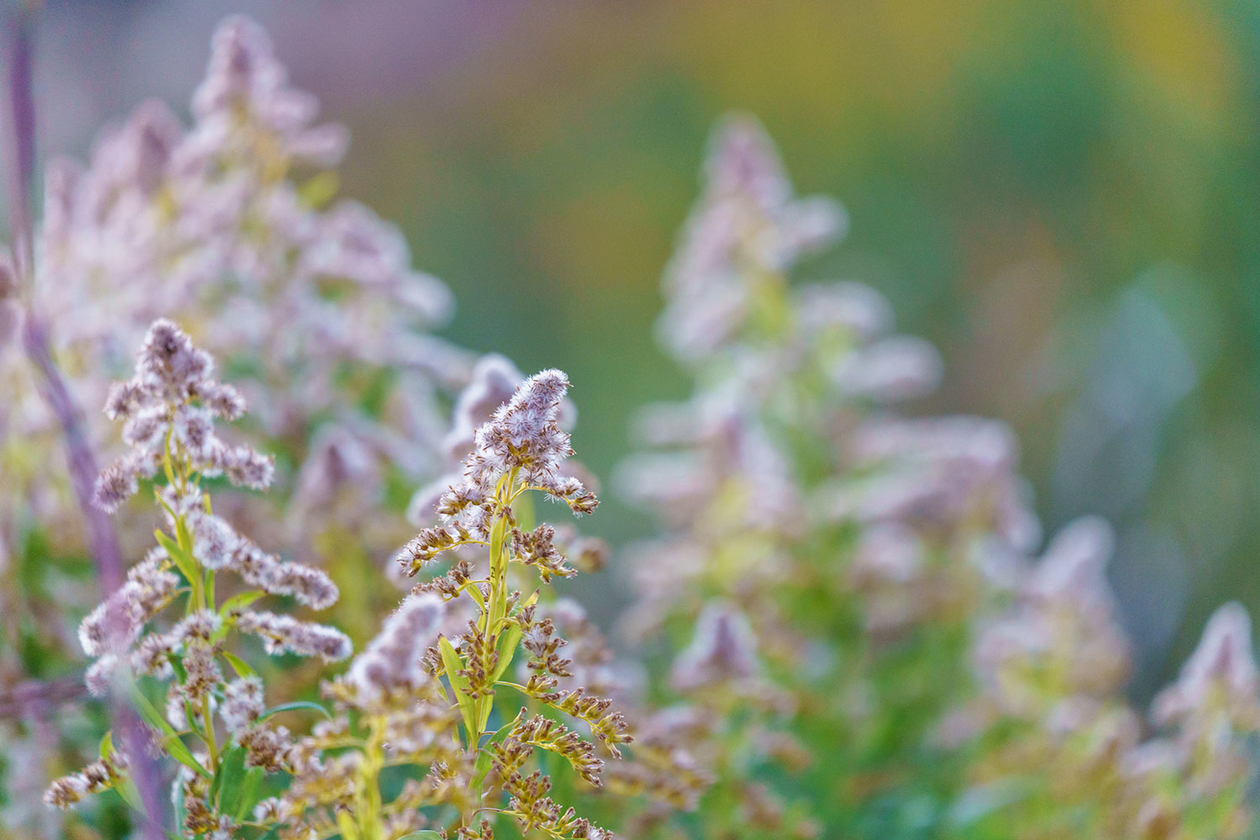 第三百二十八話 逆転を諦めない－【東京篇】ボクサー 大場政夫－