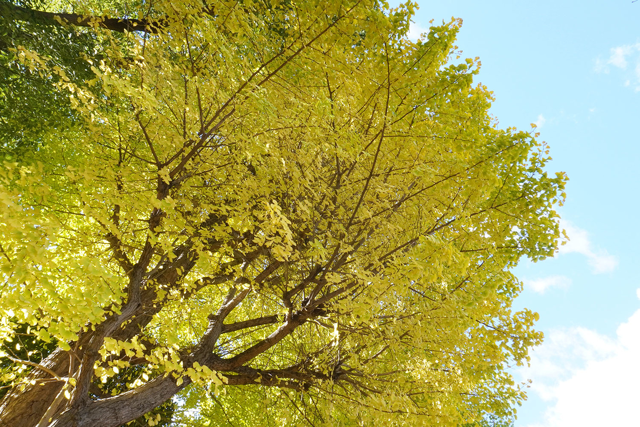 第三百二十八話 逆転を諦めない－【東京篇】ボクサー 大場政夫－