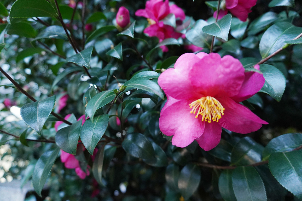第三百二十九話 愚痴を言うなら発想を変える－【東京篇】作家 向田邦子－