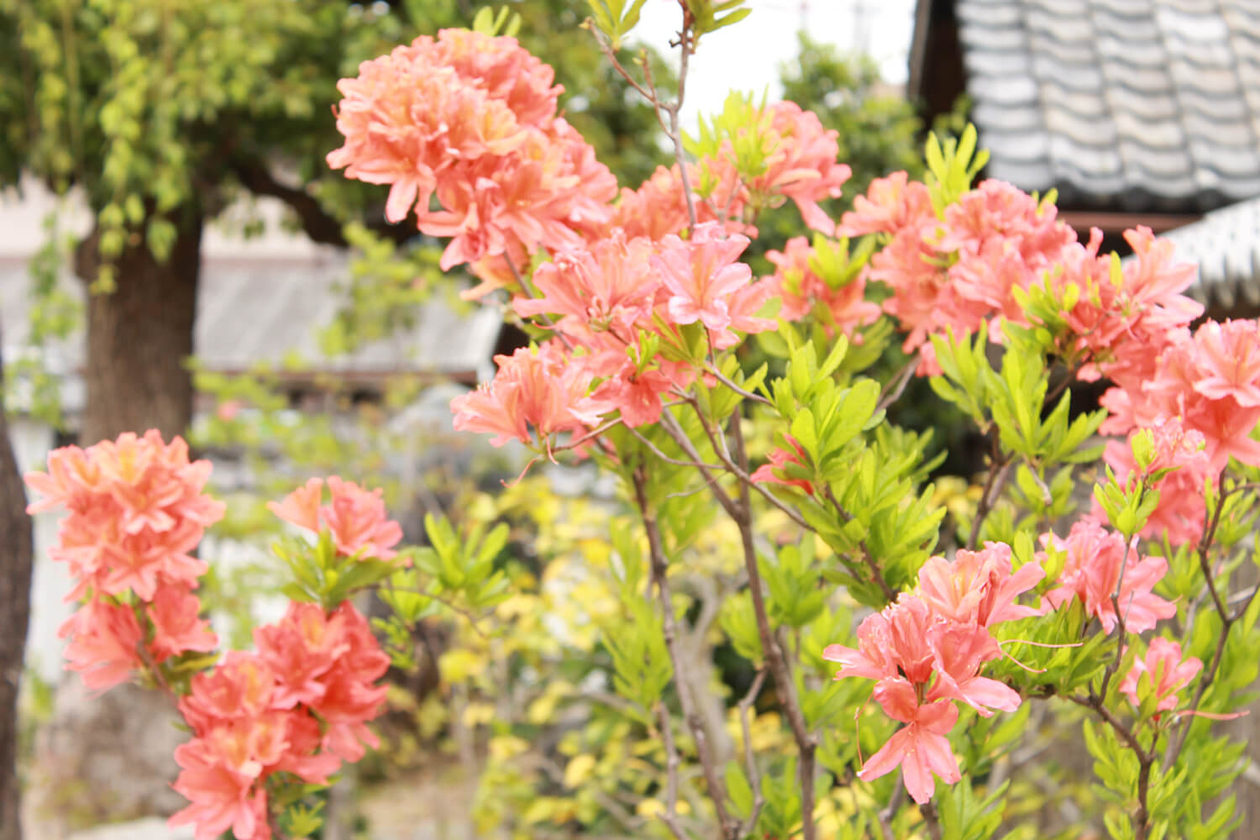 第三十五話 影を濃く描く－【京都篇】 映画監督 山中貞雄－