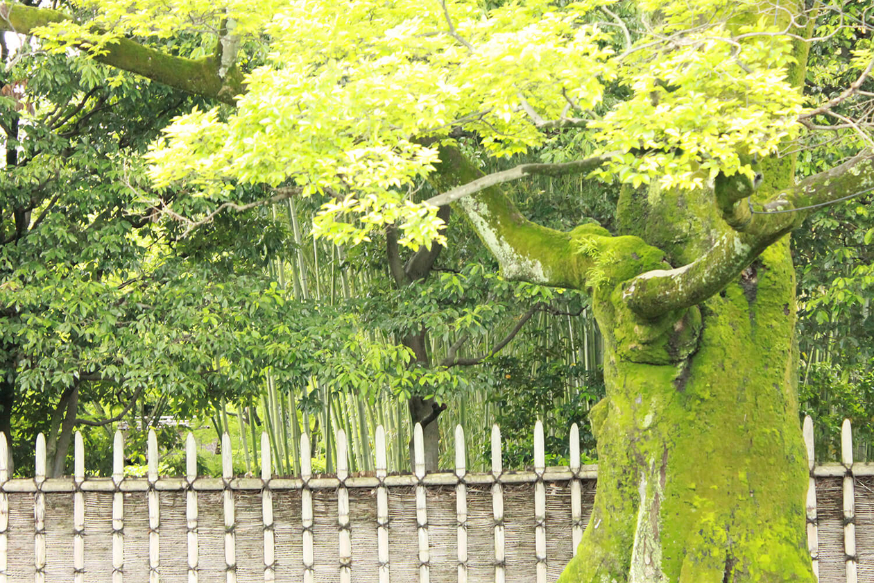 第三十七話 寄り添う心－【京都篇】 建築家 ブルーノ・タウト－