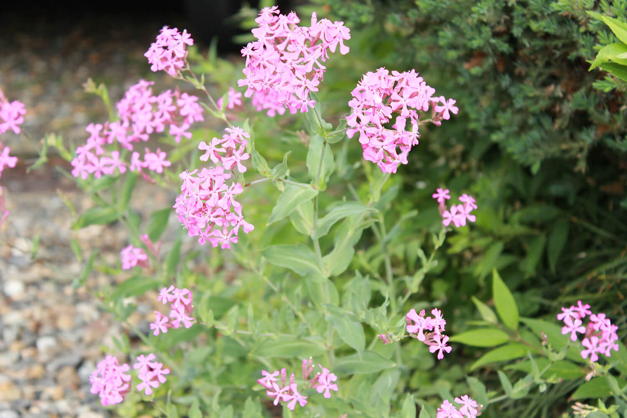 第三十七話 寄り添う心－【京都篇】 建築家 ブルーノ・タウト－