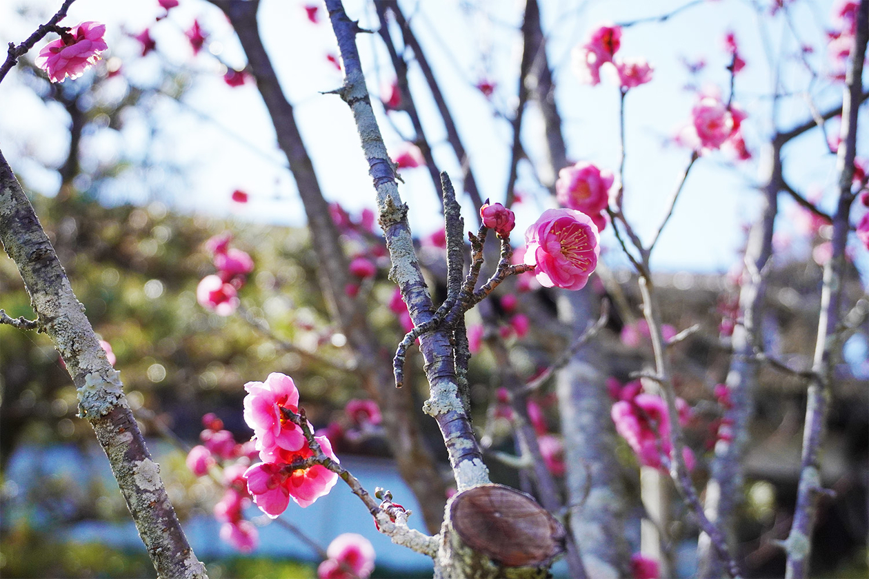 第三百三十九話 権力を笑い、我が道を行く－【京都篇】僧侶 一休宗純－