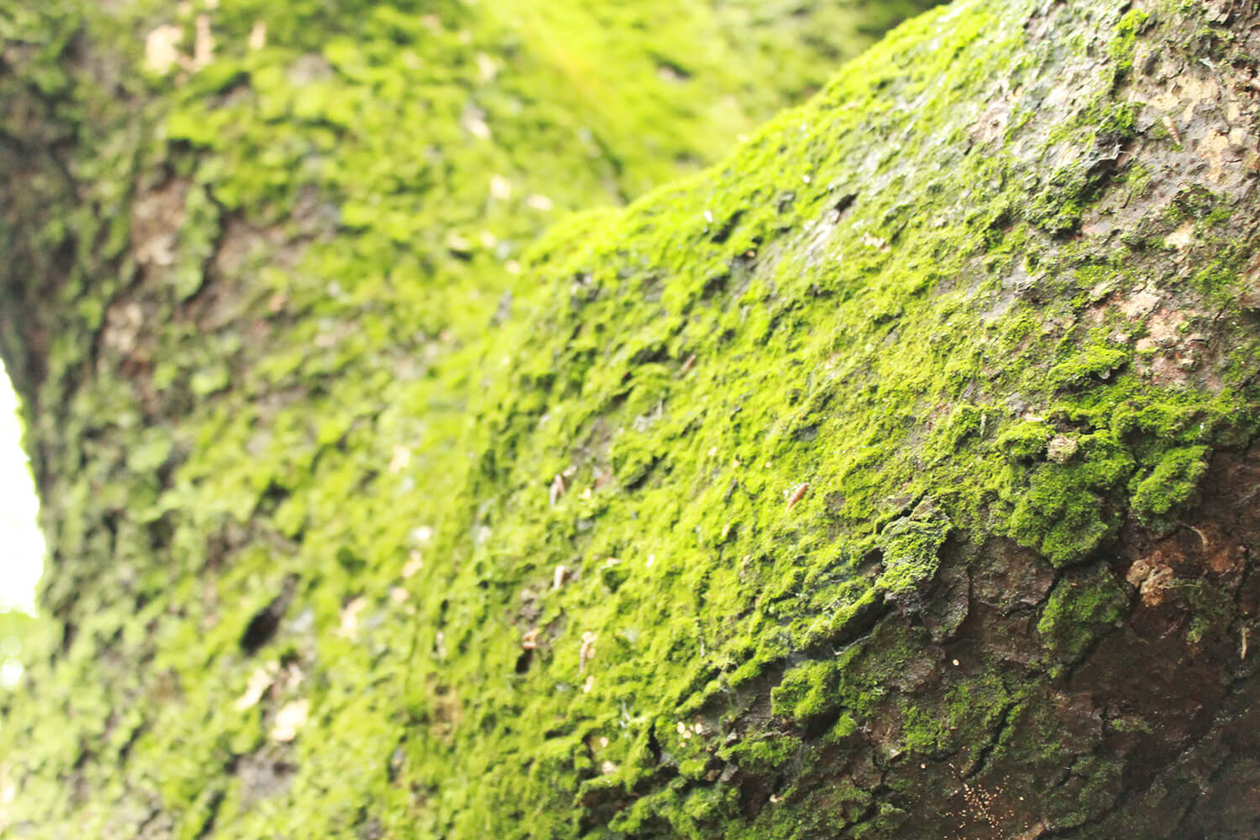 第三十七話 寄り添う心－【京都篇】 建築家 ブルーノ・タウト－