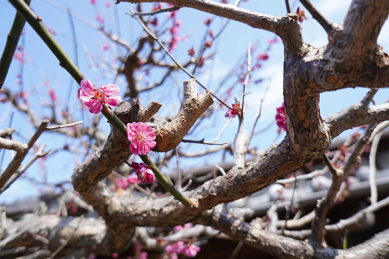 第三百四十三話 いかに生きるかを考える－【宮城篇】哲学者 梅原猛－