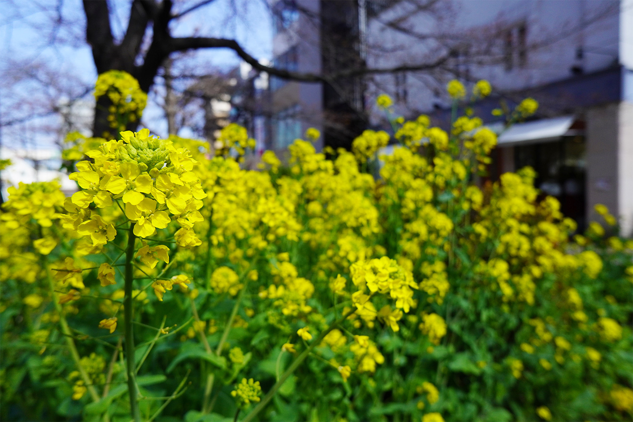 第三百四十四話 手を抜かない、気を抜かない－【伝説のミュージシャン篇】忌野清志郎－