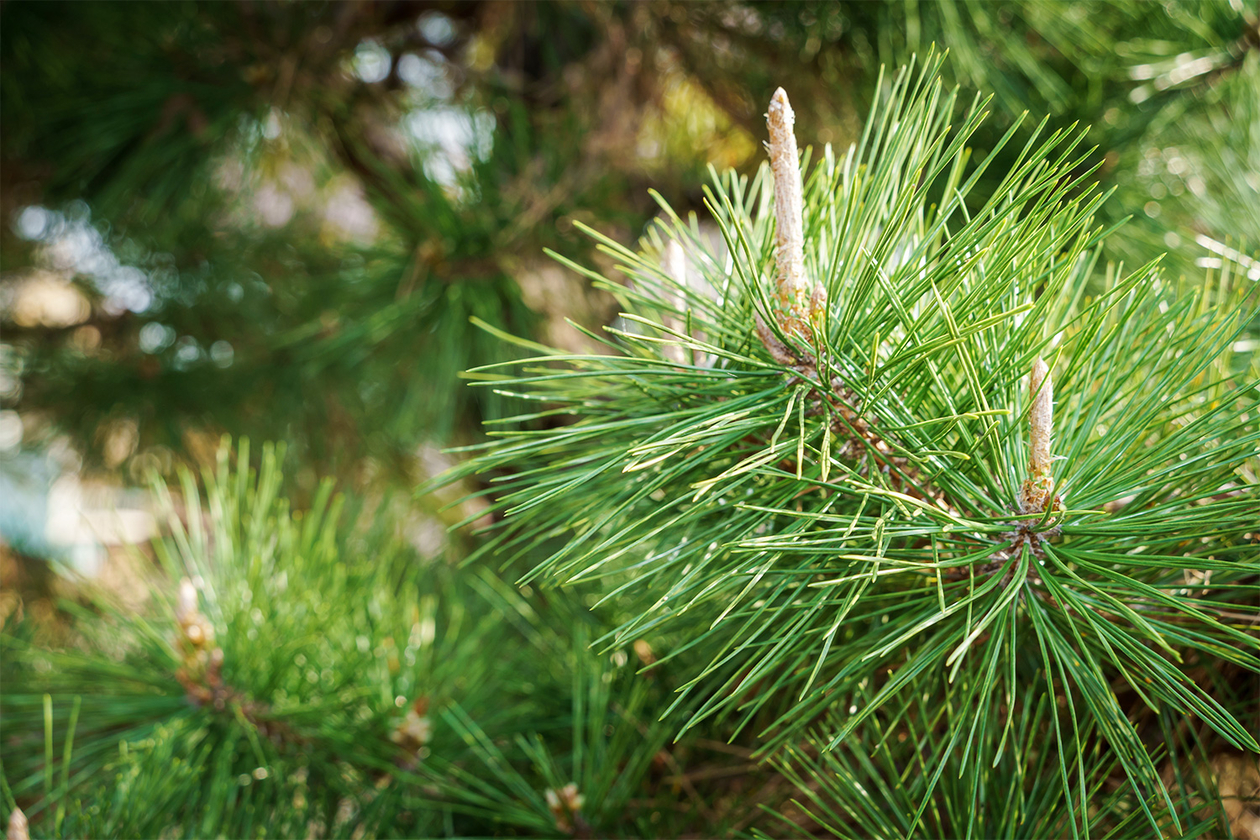 第三百四十五話 静かに力を蓄える－【伝説のミュージシャン篇】ジェームス・ブラウン－