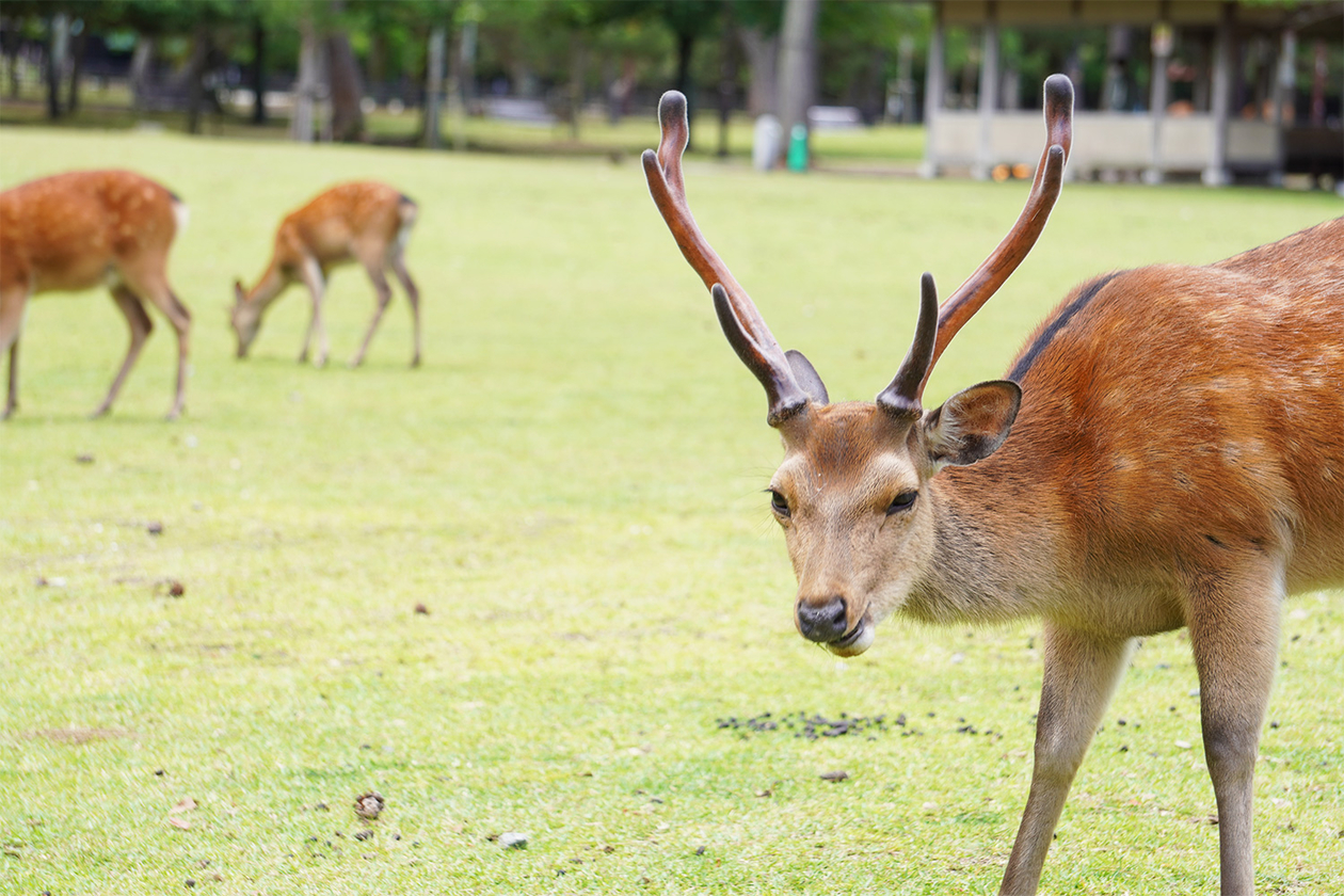 第三百五十四話 己の本分を守りぬく－【奈良篇】作曲家 セルゲイ・プロコフィエフ－