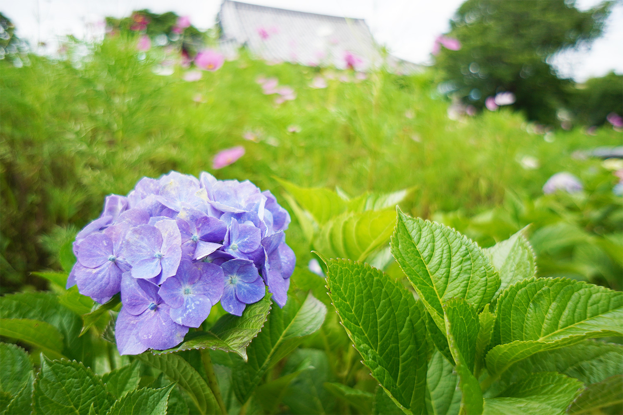 第三百五十五話 心の右肩を上げて歩く－【奈良篇】映画監督 溝口健二－