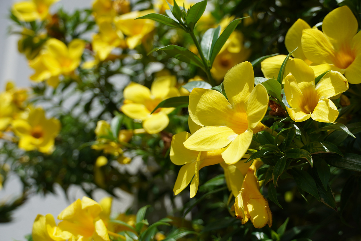 第三百五十七話 信じることをやめない－【沖縄篇】脚本家 金城哲夫－