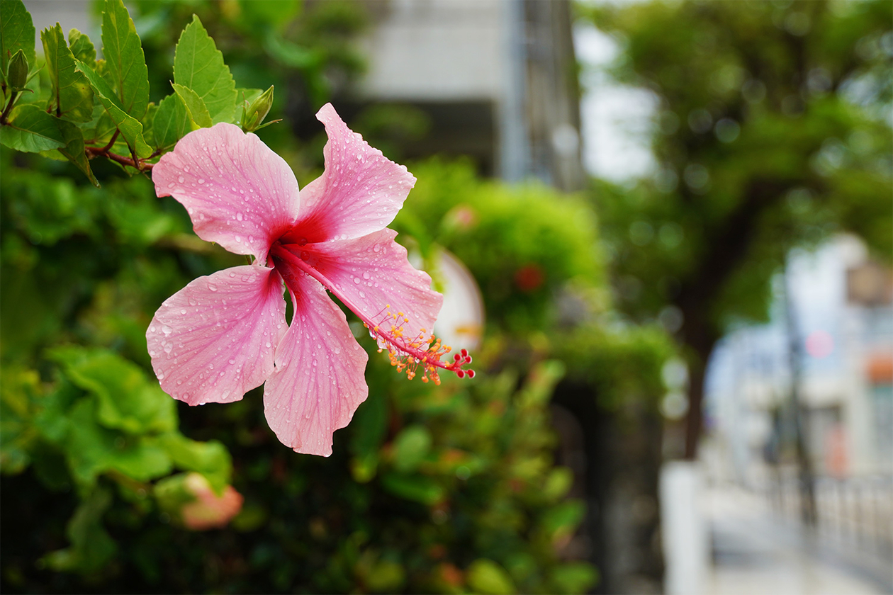 第三百五十八話 他人に勝たなくていい－【沖縄篇】武術家 松村宗棍－