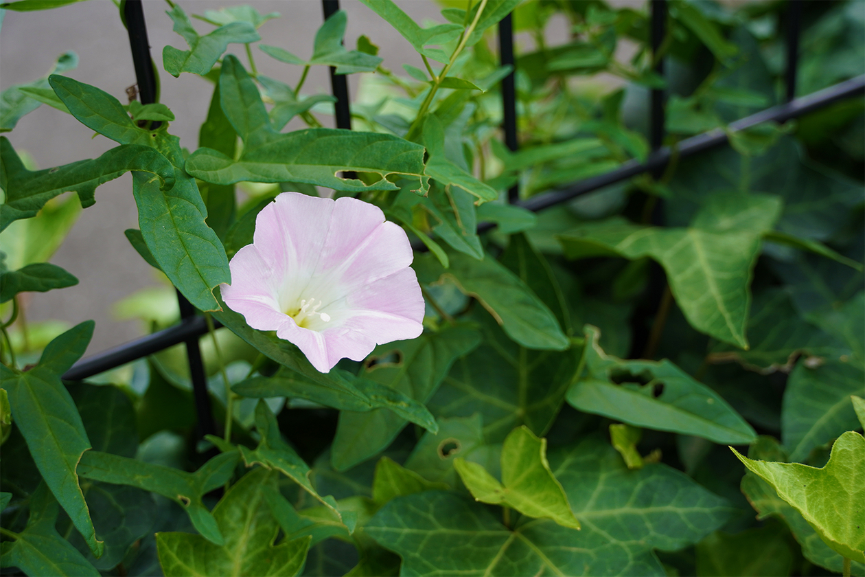 第三百六十三話 楽しむことを忘れない－【愛知篇】物理学者 小柴昌俊－