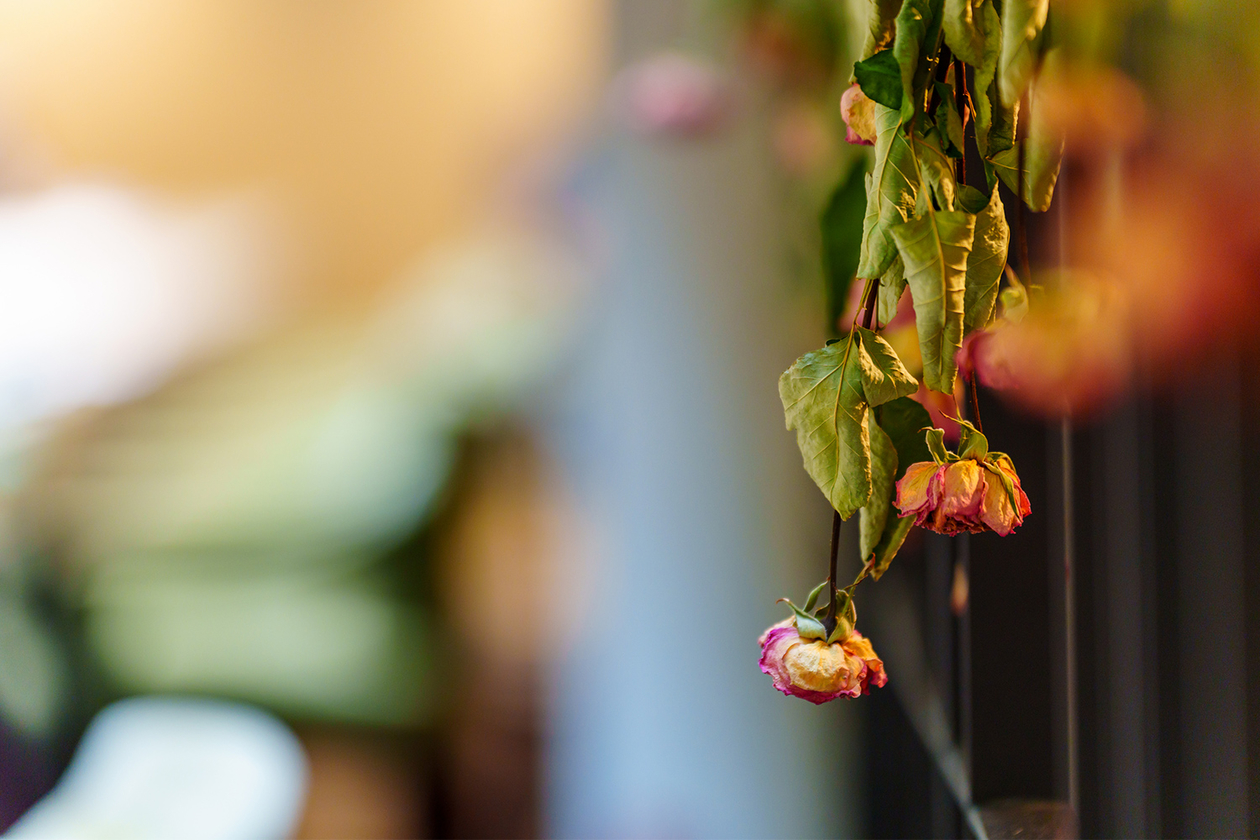 第三百六十六話 過去など焼き捨てればいい－【メモリアルイヤー篇】音楽家 アストル・ピアソラ－