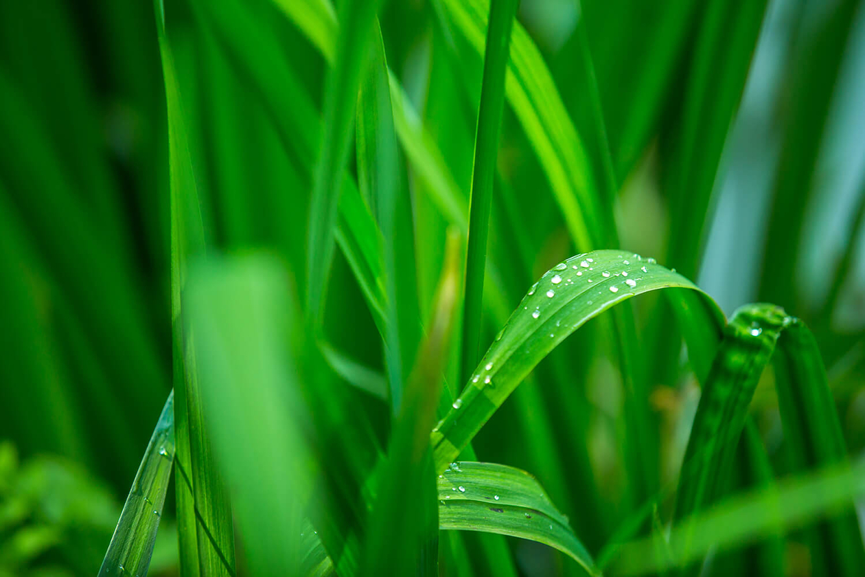 第四十一話 弱さは優しさ－【軽井沢篇】 作家 遠藤周作－