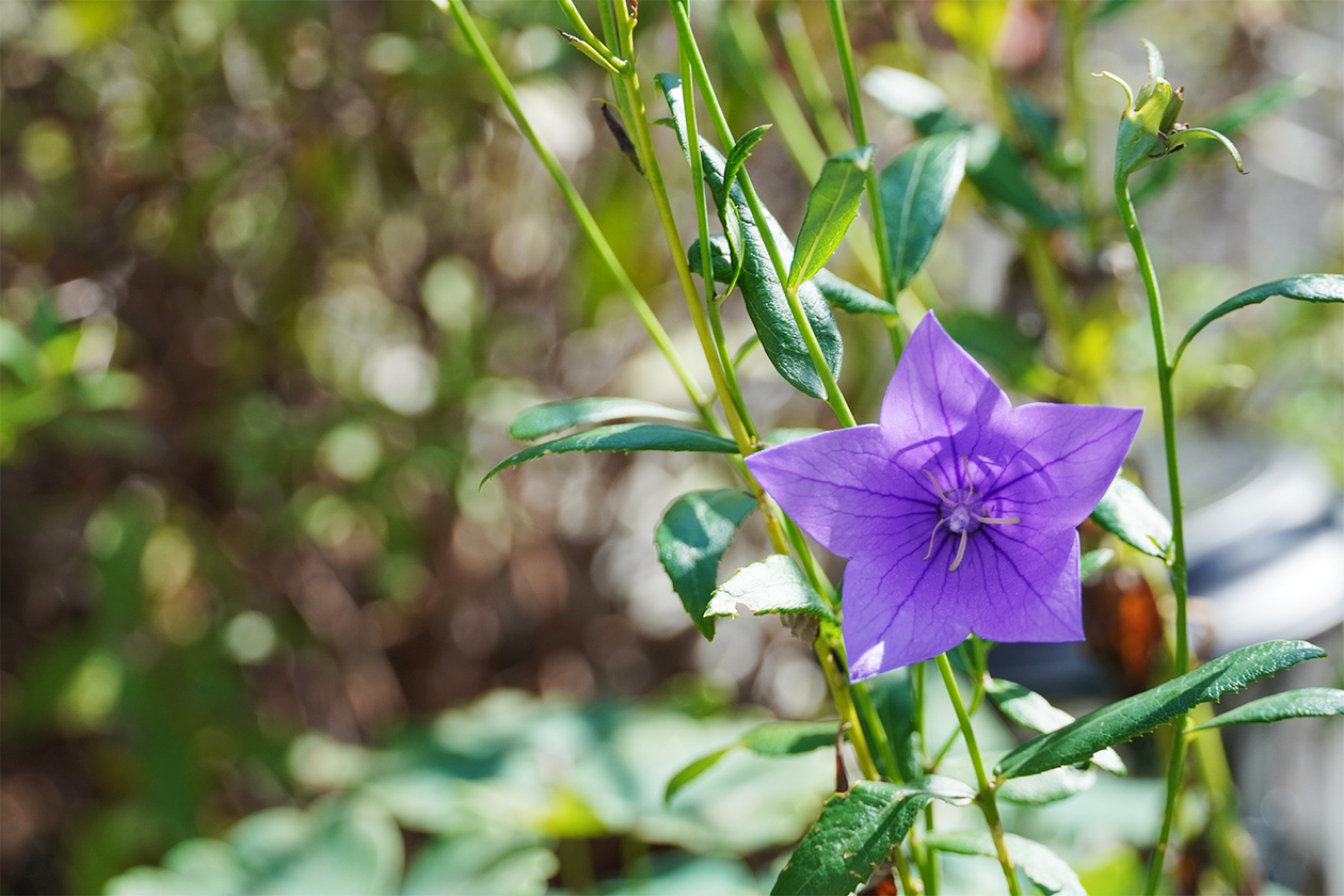 第三百七十二話 純粋さを失わない－【日本の文豪篇】泉鏡花－