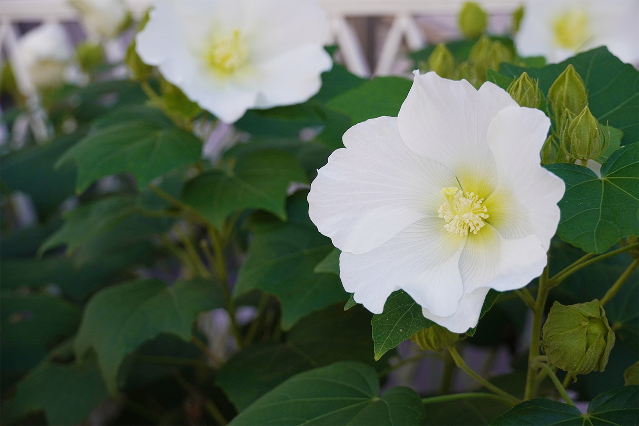 松井繁、油彩、林檎の花咲く頃〜津軽にて〜 第三百