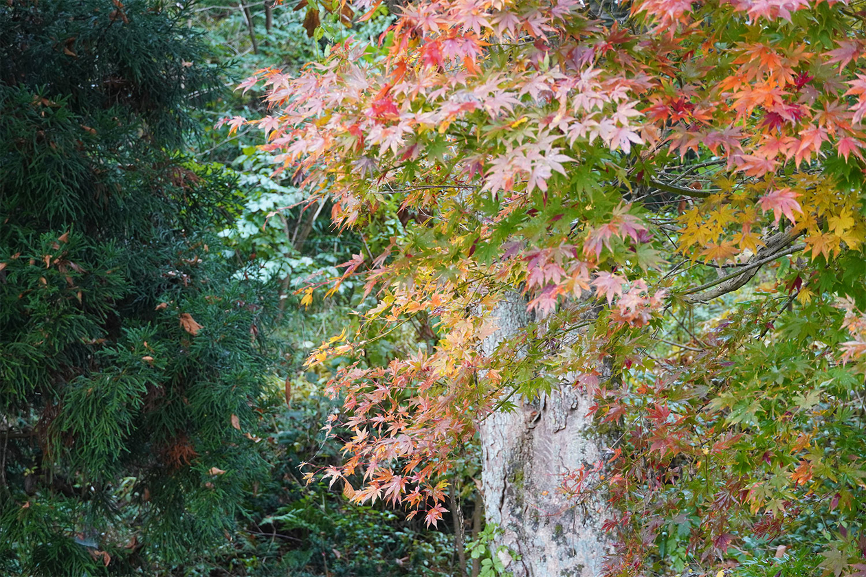 第三百七十五話 とことん好きになる－【秋田篇】映画監督 黒澤明－